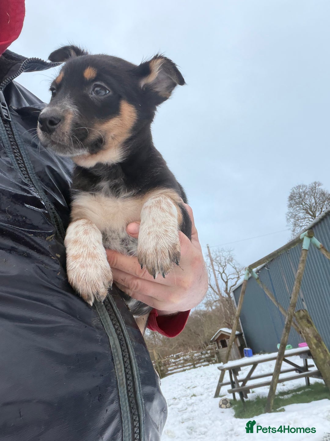 Mixed Breed dogs for sale: kelpie/blue heelers - Advert 37