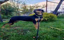 Mixed Breed dogs for adoption: 💖🐶 GERDA 🐶💖 - Image 3