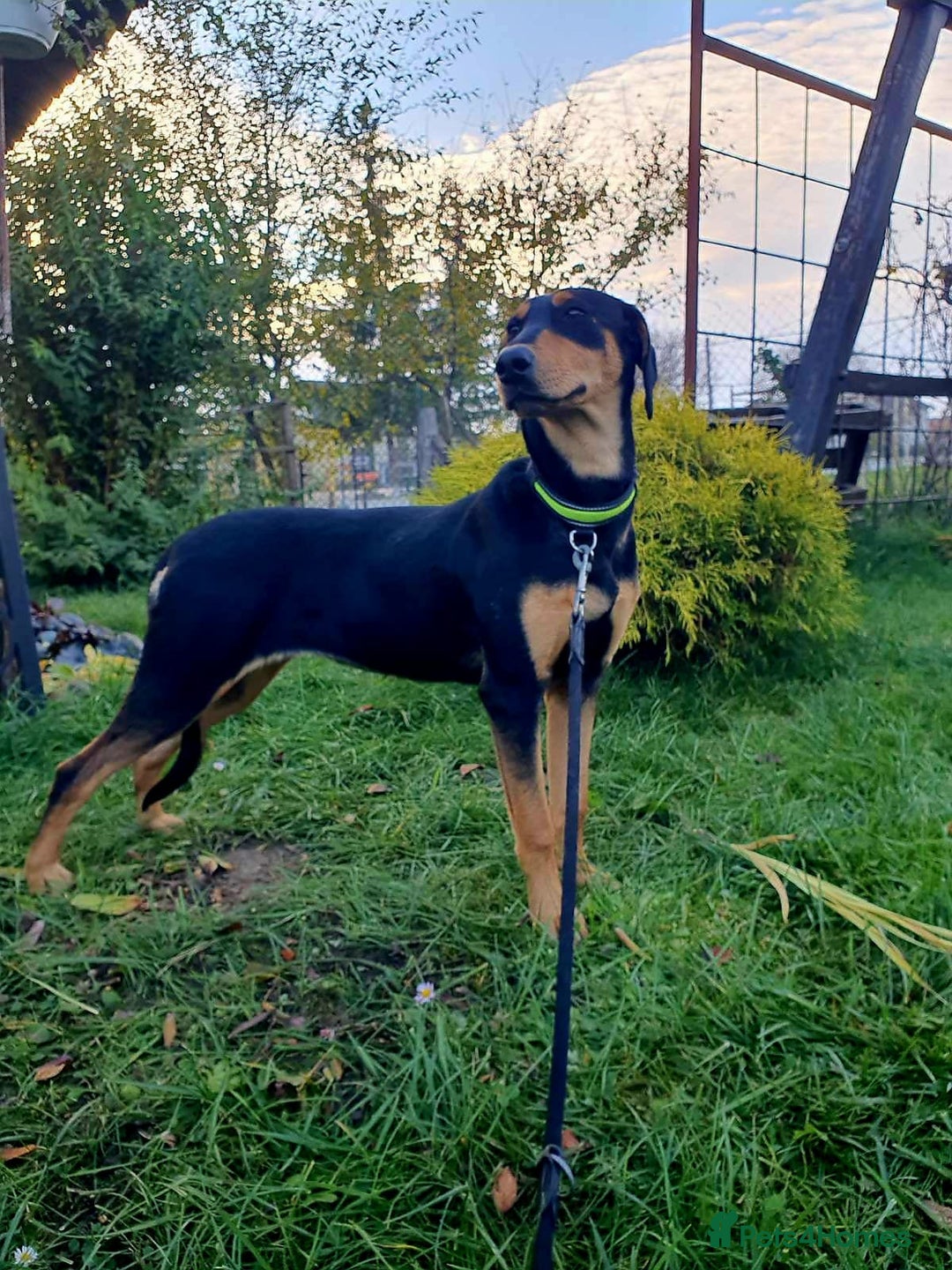 Mixed Breed dogs for adoption: 💖🐶 GERDA 🐶💖 - Image 3