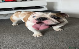 English Bulldog dogs for stud: British Bulldog Stud - First time available.  - Image 15