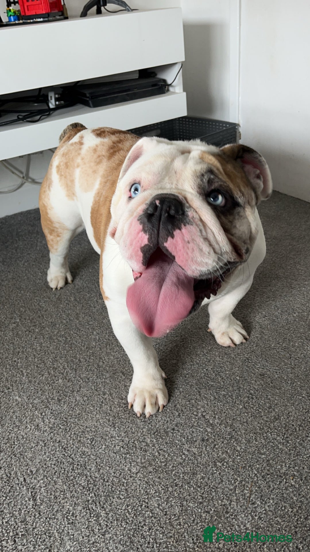 English Bulldog dogs for stud: British Bulldog Stud - First time available.  - Image 15