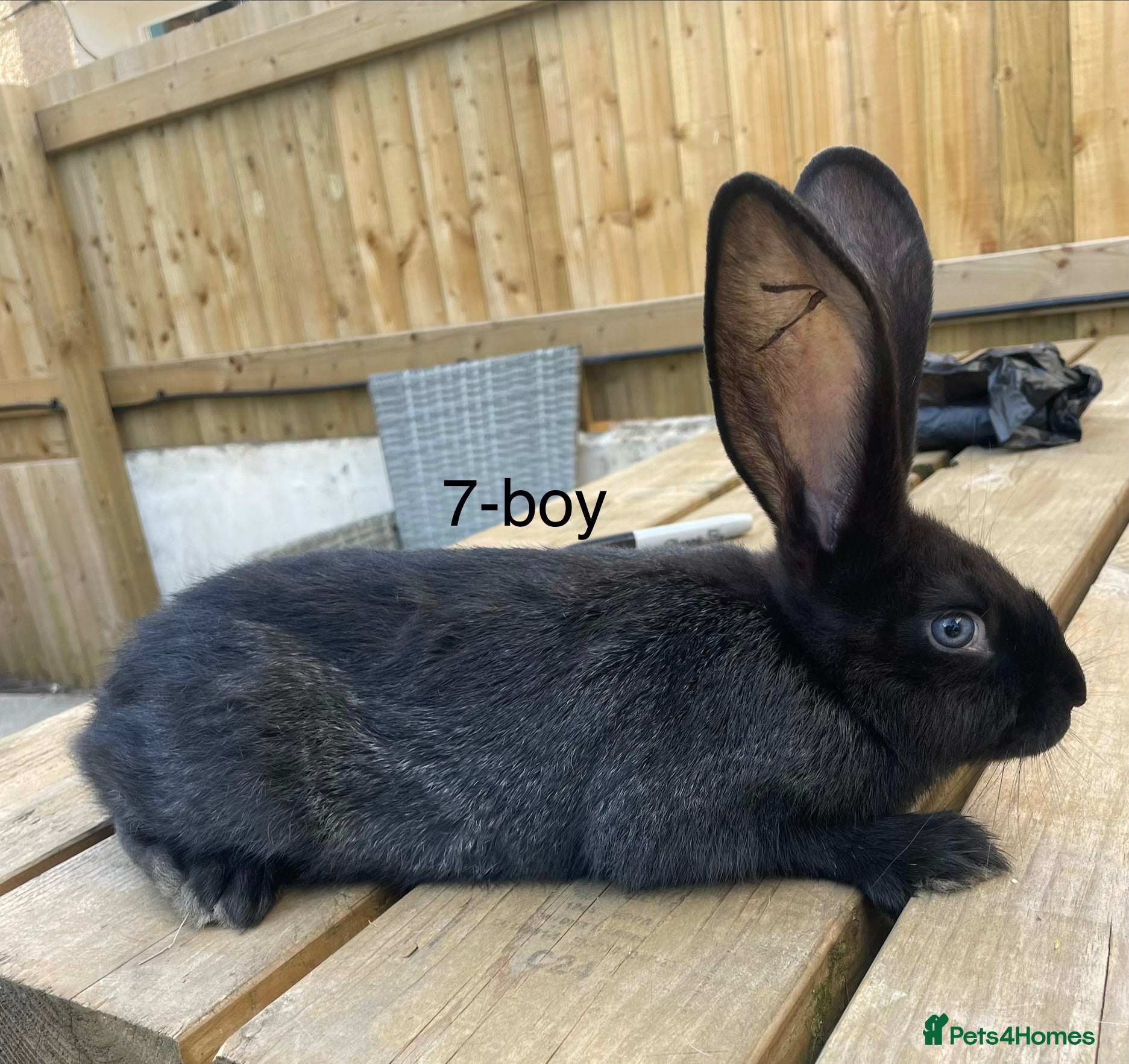 Continental Giant rabbits for sale: 💖 9 week old continental giants💖 - Advert 2