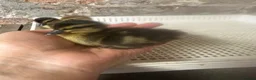 Ducks poultry for sale: Call ducklings Unsexed duck ducklings  - Advert 1