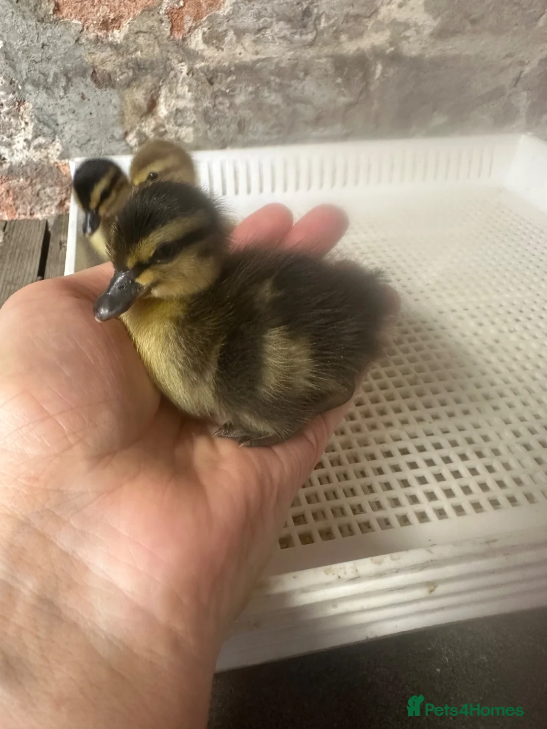 Ducks poultry for sale: Call ducklings Unsexed duck ducklings  - Advert 1