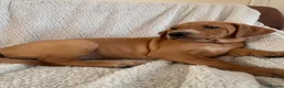 Mixed Breed dogs for sale: Beautiful Vizlador puppies. (Fox Red Lab x Vizsla - Advert 6