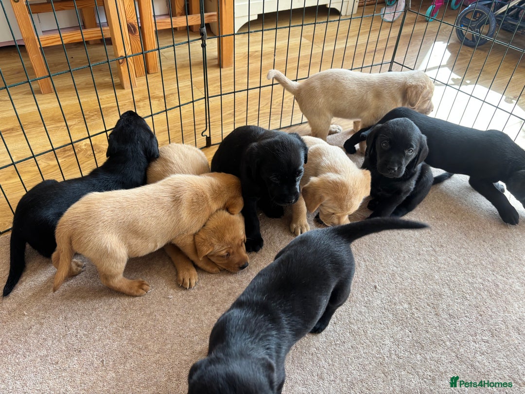 Labrador Retriever dogs for sale: Beautiful KC Registered Lab Pups  - Image 18