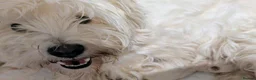 West Highland Terrier dogs for sale: Lovely KC register puppies  - Advert 2