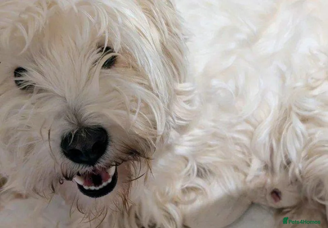 West Highland Terrier dogs for sale: Lovely KC register puppies  - Advert 2