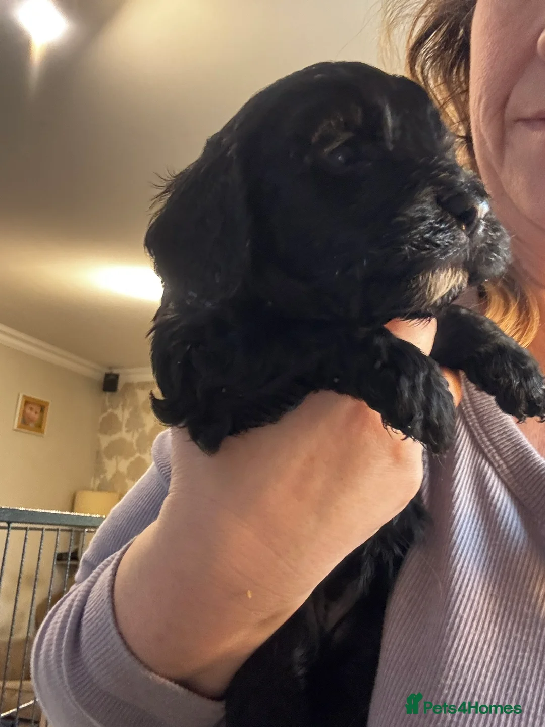 Mixed Breed dogs for sale: Cavapoo x Cockapoo Puppies - Advert 2