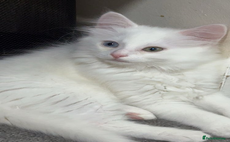 Turkish Angora cats - Advert 5