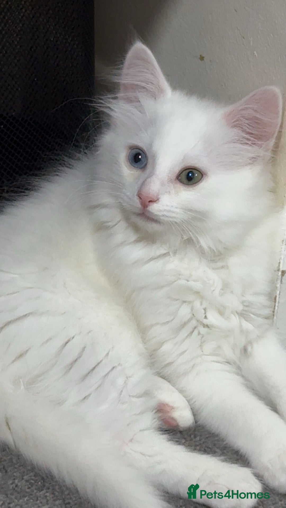 Turkish Angora cats for sale: Turkish Angora  - Image 1