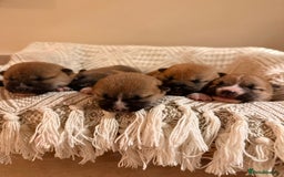 Japanese Shiba Inu dogs for sale: beautiful red Japanese Shiba Inu puppies  - Image 6