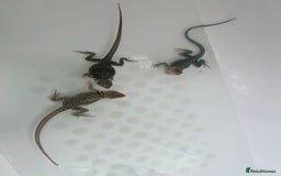 Lizard reptiles for sale: Colored lizards and cage  - Image 8