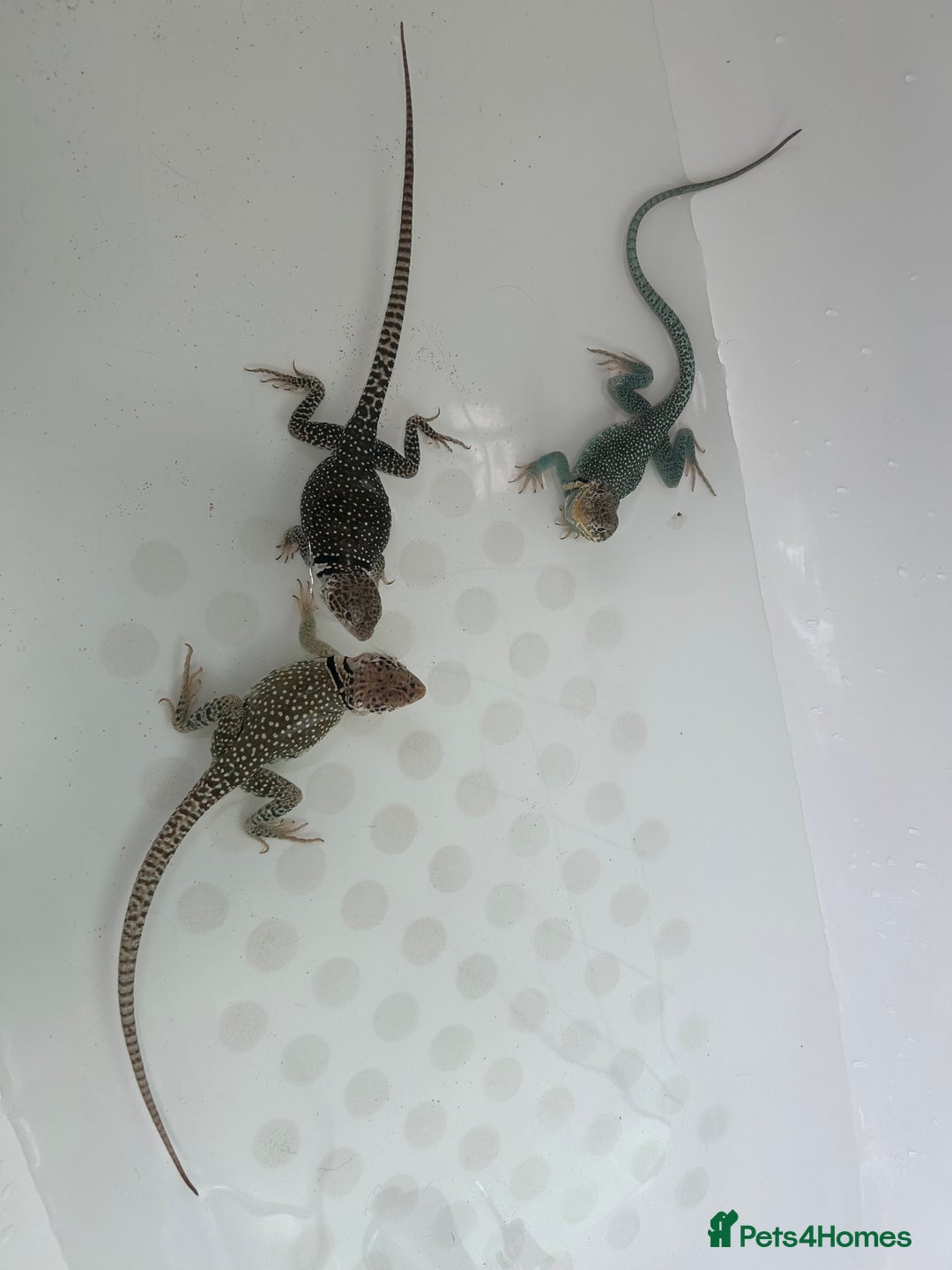 Lizard reptiles for sale: Colored lizards and cage  - Image 8