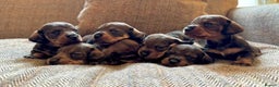 Dachshund dogs for stud: CHAMPION LINES 0% COI WIREHAIRED DACHSHUND STUD  in Stockton-on-Tees - Advert 8