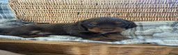 Cocker Spaniel dogs for sale: Beautiful Cocker Spaniel Boys For Sale in Rugeley - Advert 4