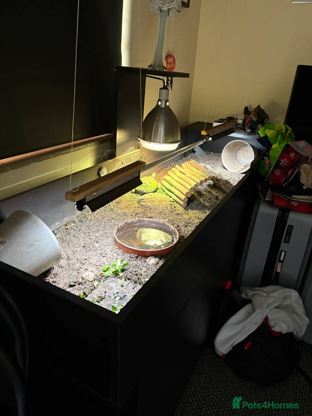 Tortoise reptiles for sale: Tortoise for sale  in Bury Saint Edmunds - Advert 1