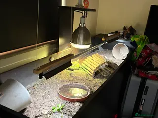 Tortoise reptiles Tortoise for sale in Bury Saint Edmunds - Advert 1