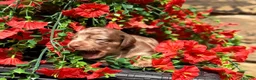 Miniature Dachshund dogs for sale: Long haired miniature dachshund  - Advert 9