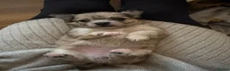 Mixed Breed dogs for sale: Beautiful litter of four happy healthy Pomchis in Banstead - Advert 26