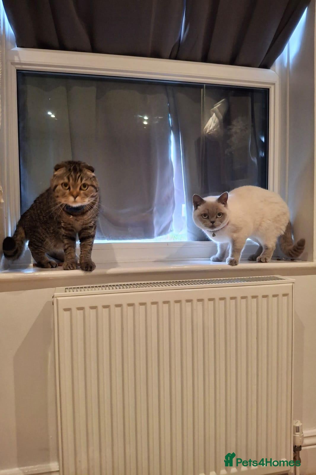 British Shorthair cats British shorthair and Scottish fold cats  - Advert 2