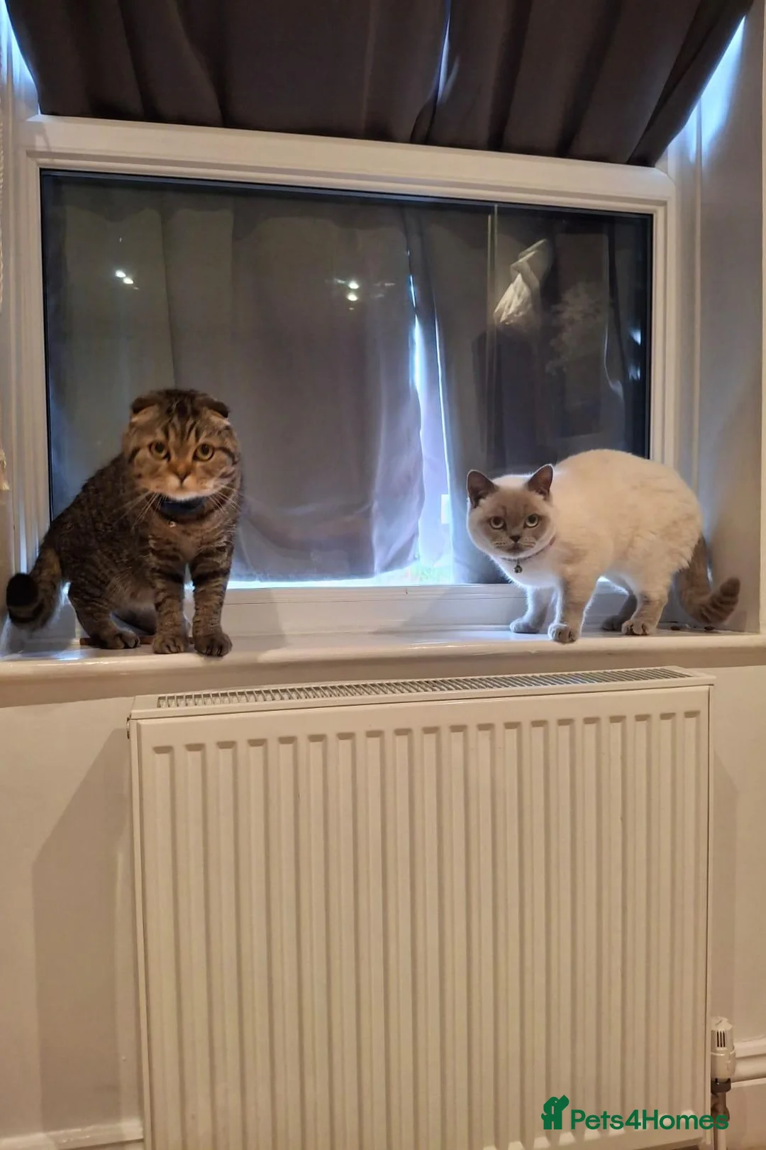 British Shorthair cats for sale: British shorthair and Scottish fold cats  - Advert 1