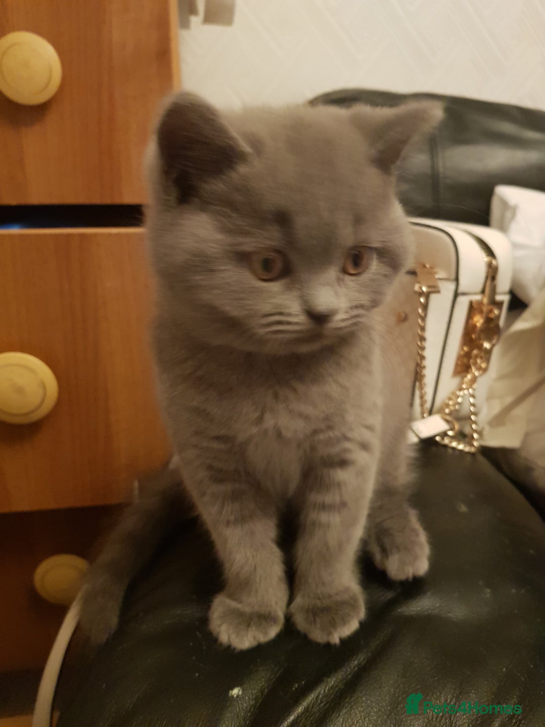 British Shorthair cats for sale: Fantastic beautiful BRITISH BLUE boy - Image 7