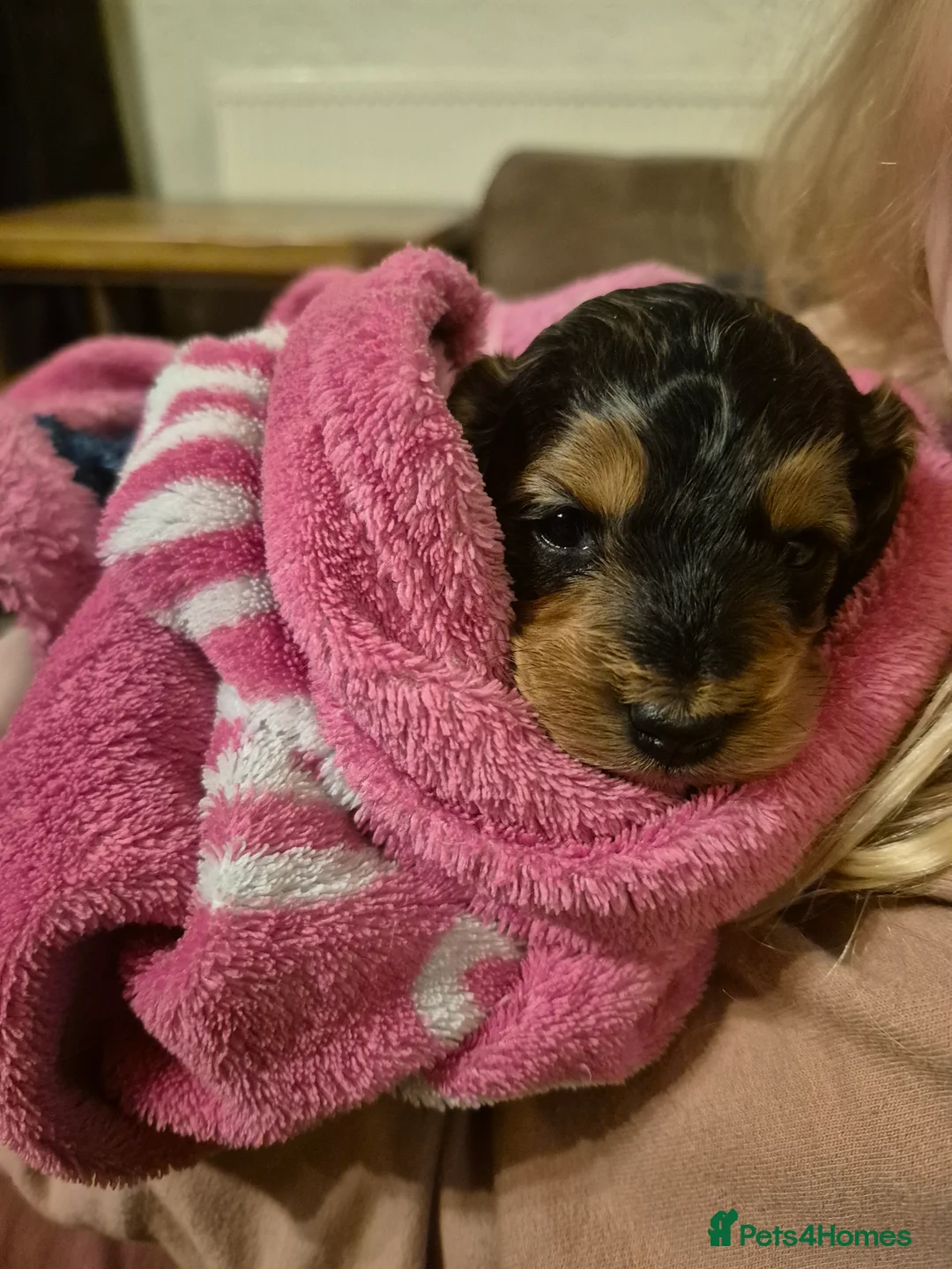 Cockapoo dogs for sale: Beautiful health tested F1 cockapoos - Advert 3