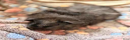 Guinea Pig rodents for sale: BEAUTIFUL BABY GUINEA PIGS, BOYS AND GIRLS - Advert 7