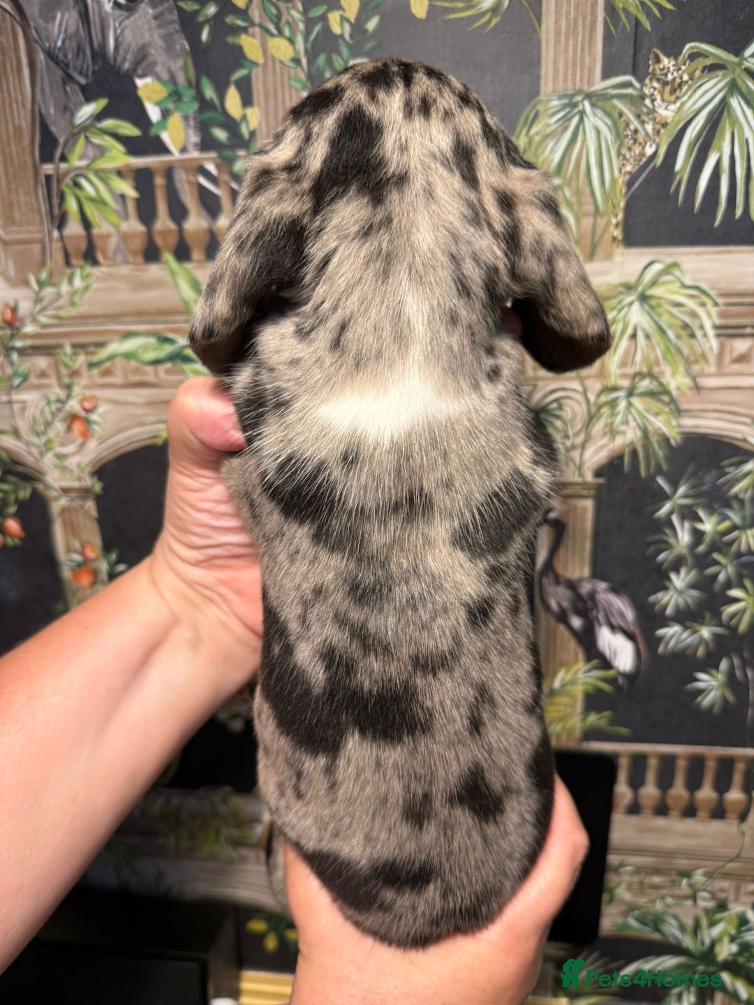 Miniature Dachshund dogs for sale: Stunning Unique Miniature Dachshund Puppies  - Image 23