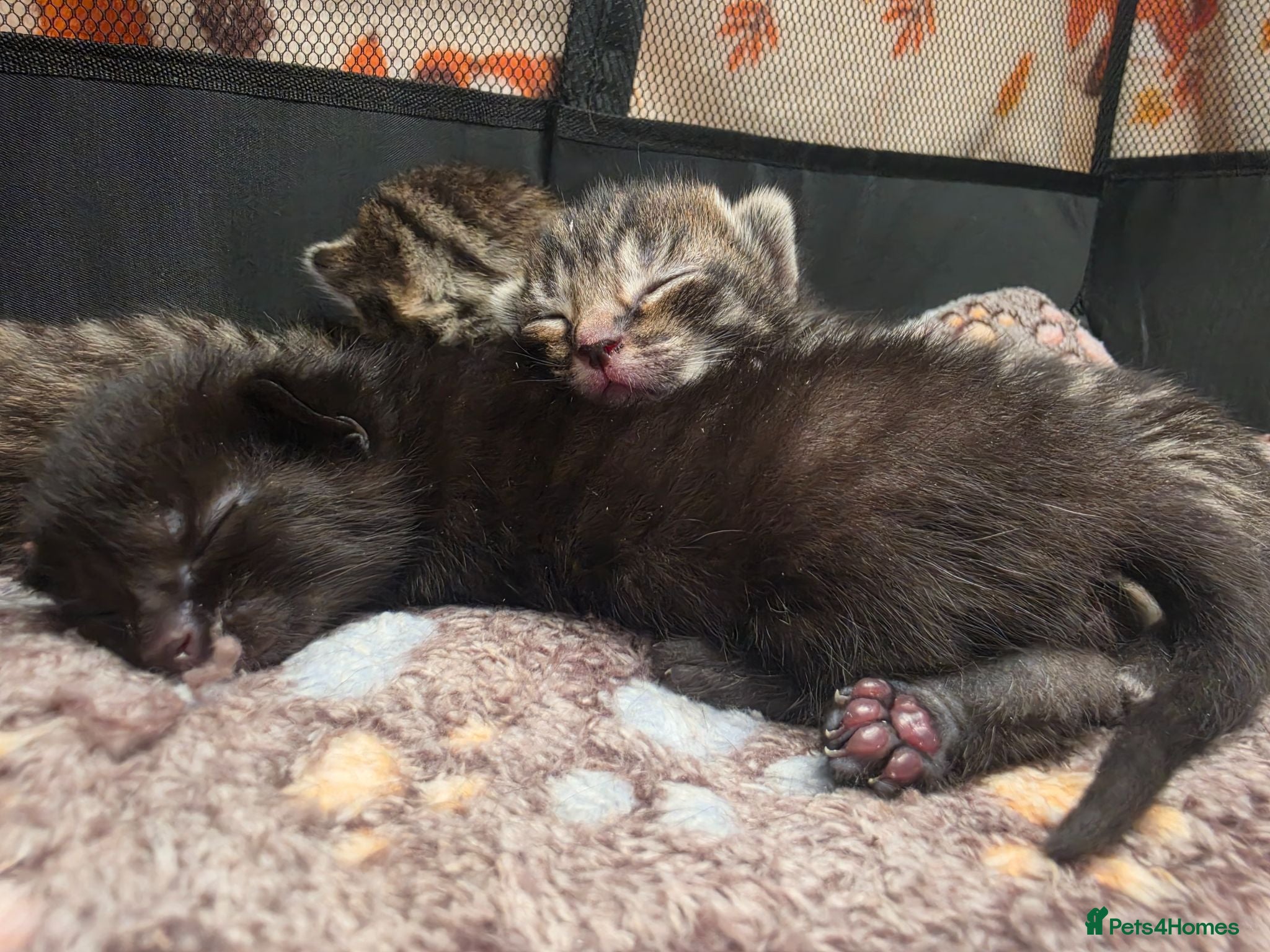 Mixed Breed cats Beautiful kittens  - Advert 3