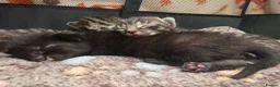 Mixed Breed cats for sale: Beautiful kittens  - Advert 1