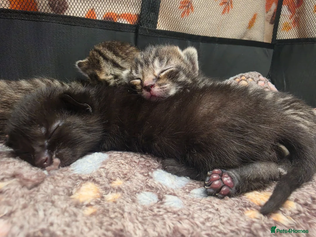 Mixed Breed cats for sale: Beautiful kittens  - Advert 1