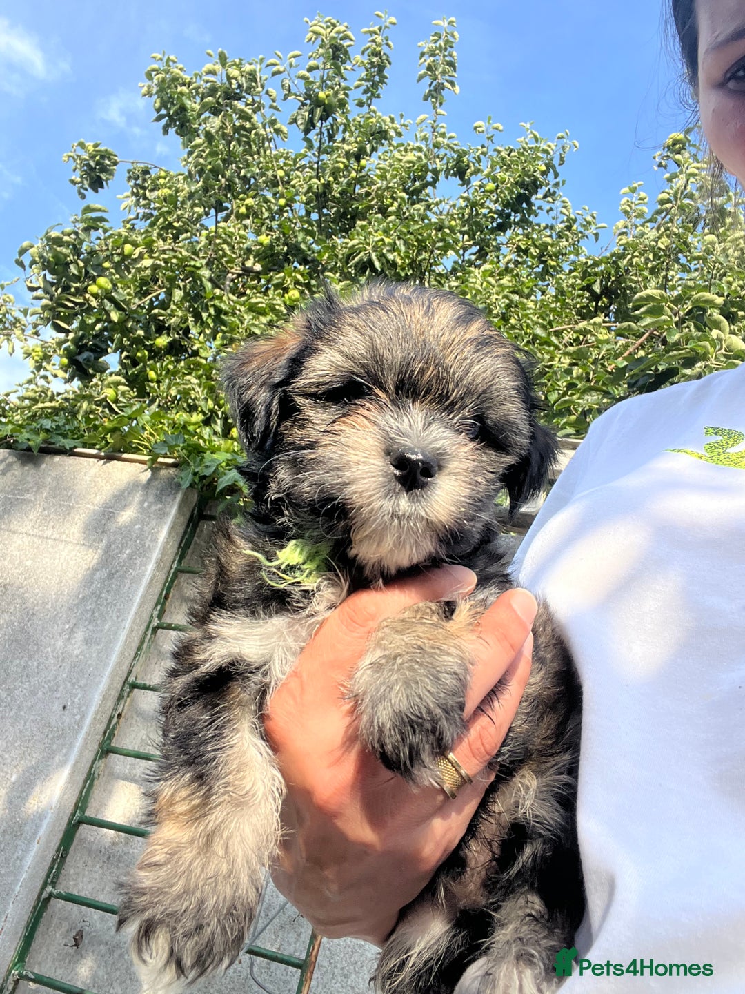 Maltese dogs for sale: bichon meltese  - Image 4
