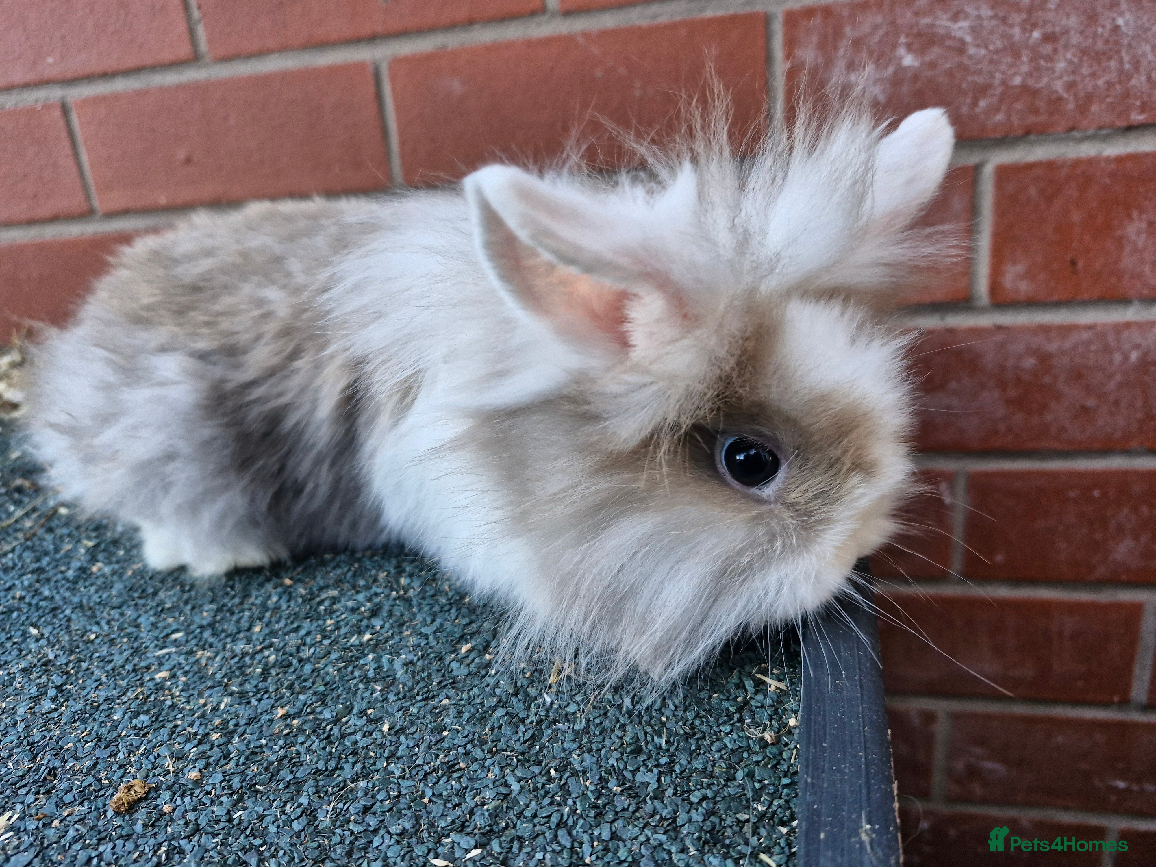 Lionhead rabbits Lionhead rabbit in Rochdale - Advert 14