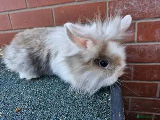 Lionhead rabbits Lionhead rabbit in Rochdale - Advert 14