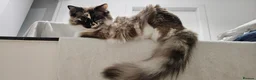Ragdoll cats for sale: Beautiful Ragdoll cat 1 year old for sale in Montrose - Advert 2