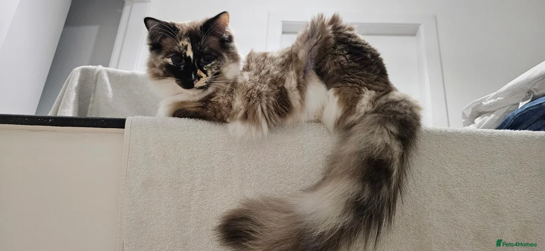 Ragdoll cats for sale: Beautiful Ragdoll cat 1 year old for sale in Montrose - Advert 2