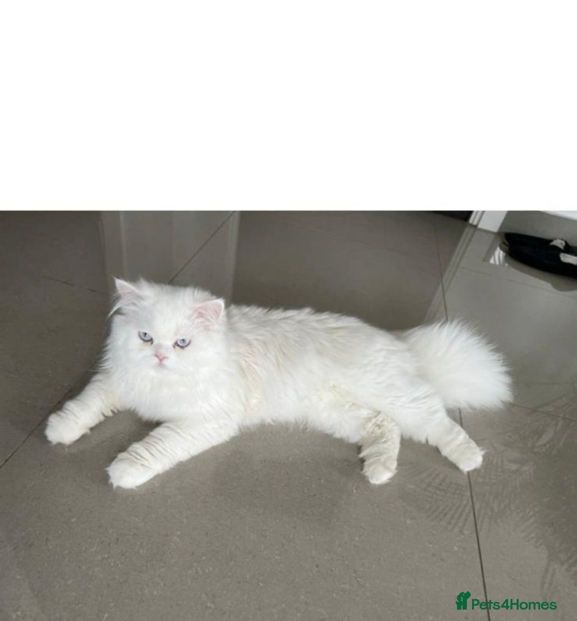 Persian cats Persian kittens for sale - blue eye beauty  - Advert 2