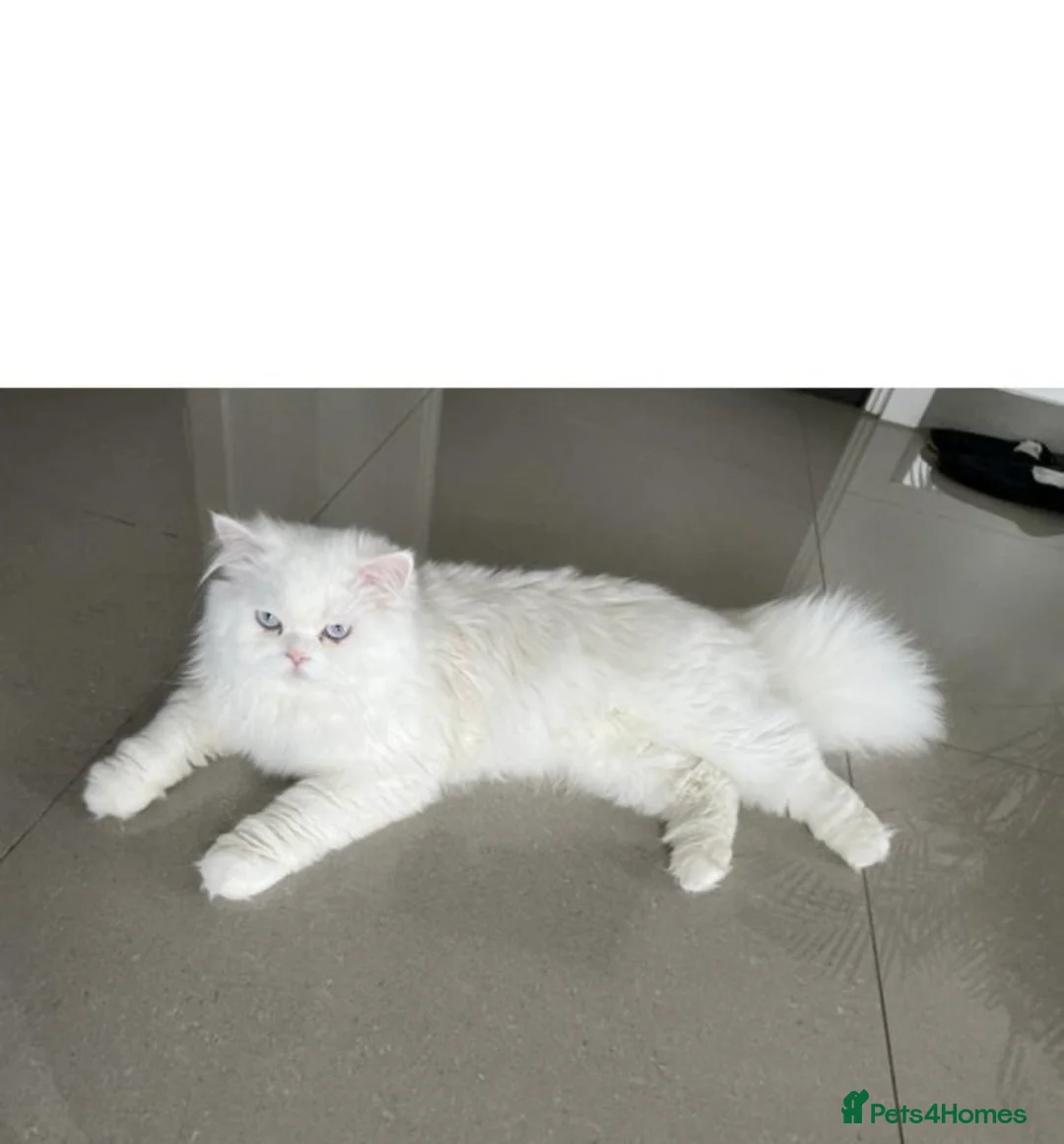 Persian cats for sale: Persian kittens for sale - blue eye beauty  - Advert 2