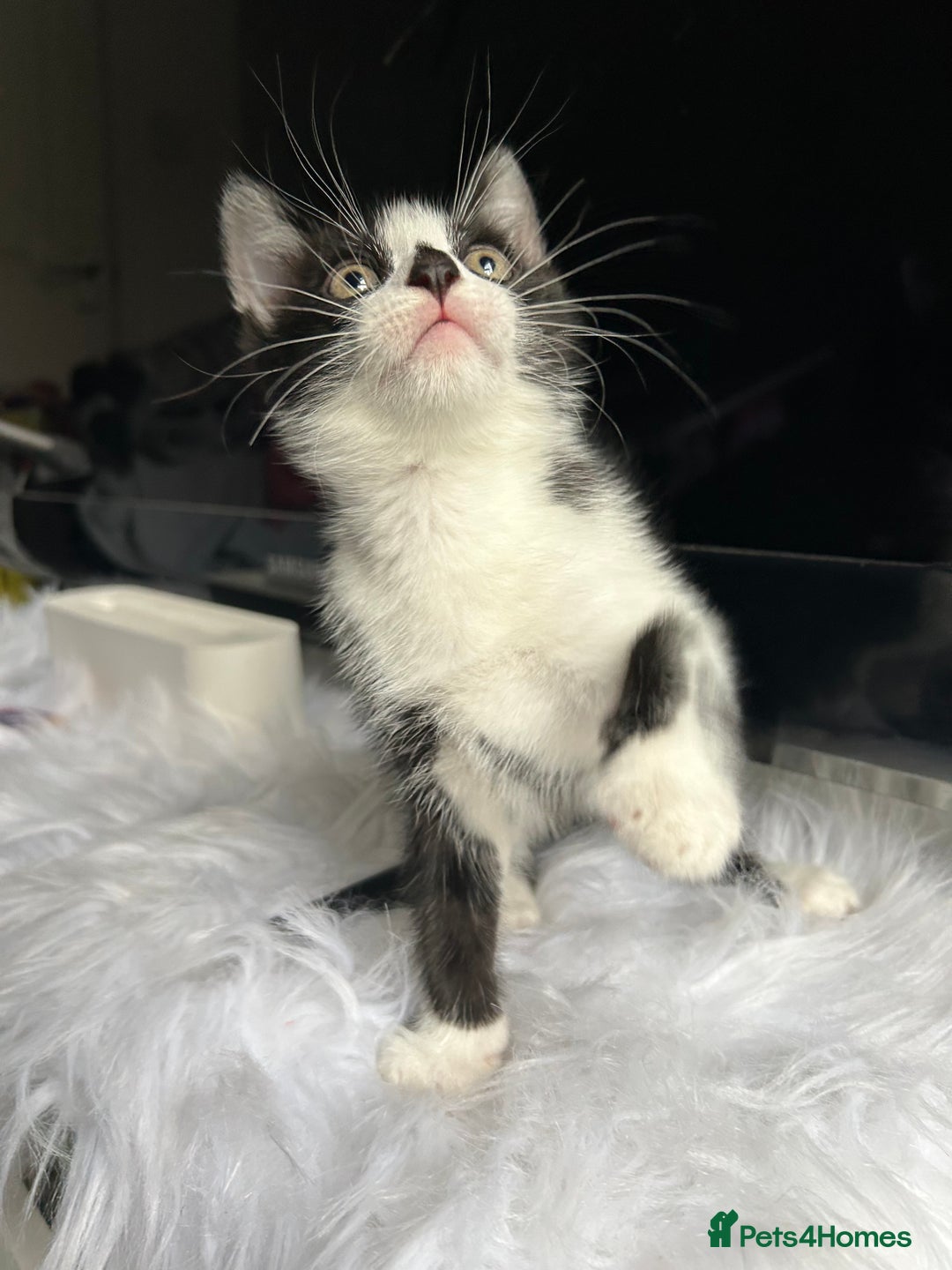 Mixed Breed cats for sale: 2 Adorable kittens  - Advert 2