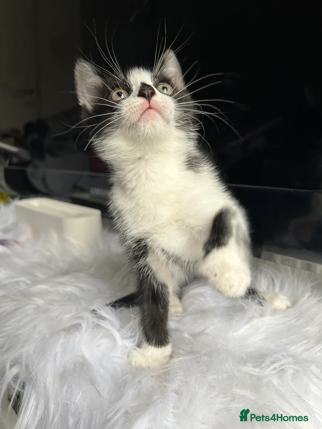 Mixed Breed cats for sale: 2 Adorable kittens  - Advert 2