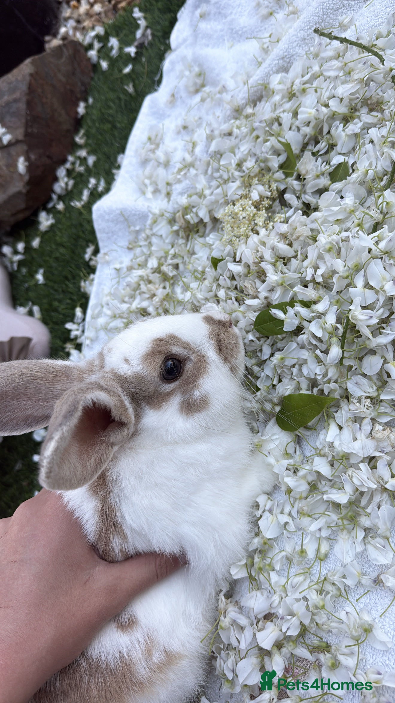 English rabbits Benji the rabbit  - Advert 4