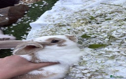 English rabbits for sale: Benji the rabbit  - Image 1