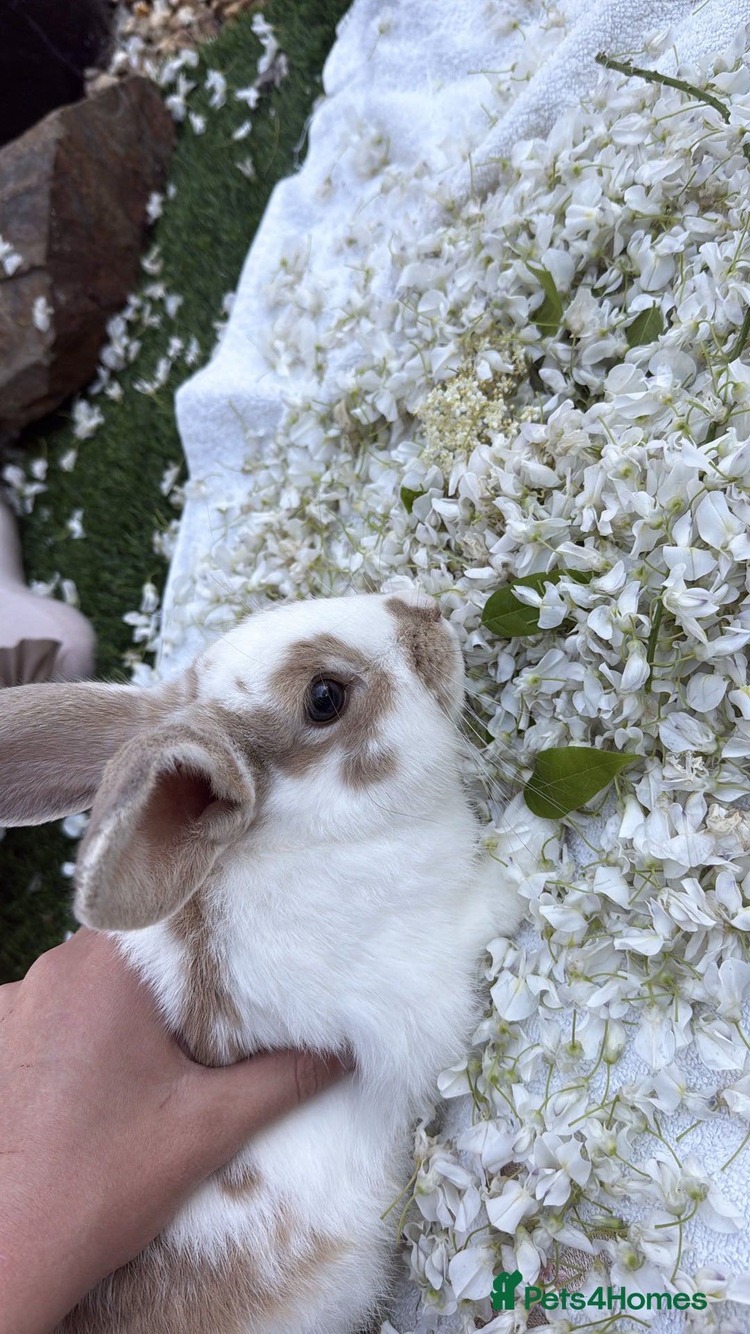 English rabbits for sale: Benji the rabbit  - Image 1