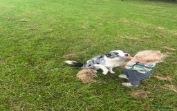 Border Collie dogs for sale: Blue Merle Bitch - Image 3