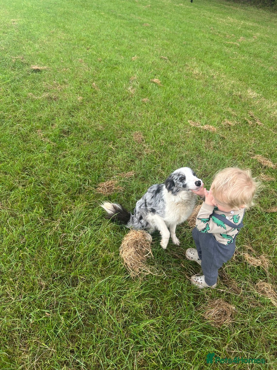 Border Collie dogs for sale: Blue Merle Bitch - Image 3