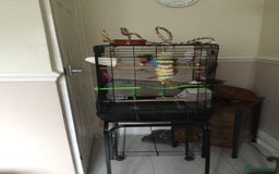Budgerigars birds for sale: Male budgie with cage/stand - Image 3