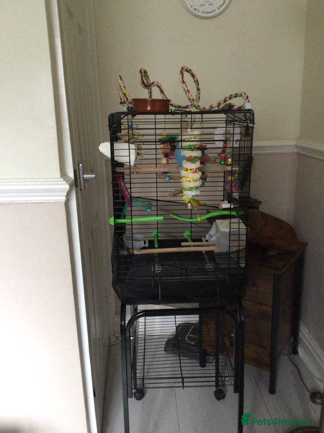 Budgerigars birds for sale: Male budgie with cage/stand - Image 3