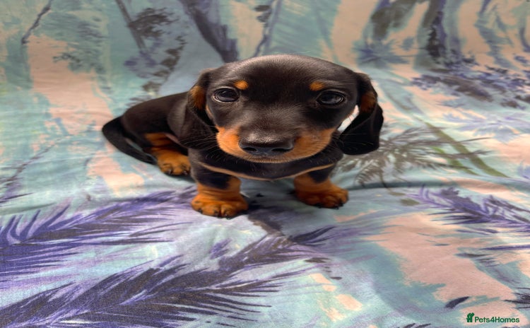Miniature Dachshund dogs - Advert 6